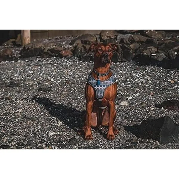 Luz para collar de perro luz impermeable luz activada_3