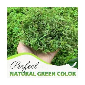 DUSPRO Musgo verde para manualidades relleno de musgo_2