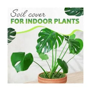 DUSPRO Musgo verde para manualidades relleno de musgo_4