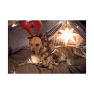 BWOGUE Juego de diademas de cuernos de reno de alce de_5