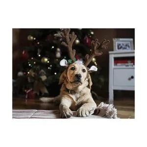 BWOGUE Juego de diademas de cuernos de reno de alce de_7