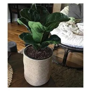 YOUEON Juego de 2 cestas para colgar en la pared de 8.5 x_6