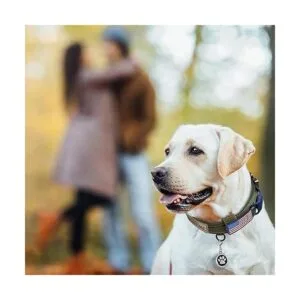 OEBEESA Collar táctico para perro collar militar_2