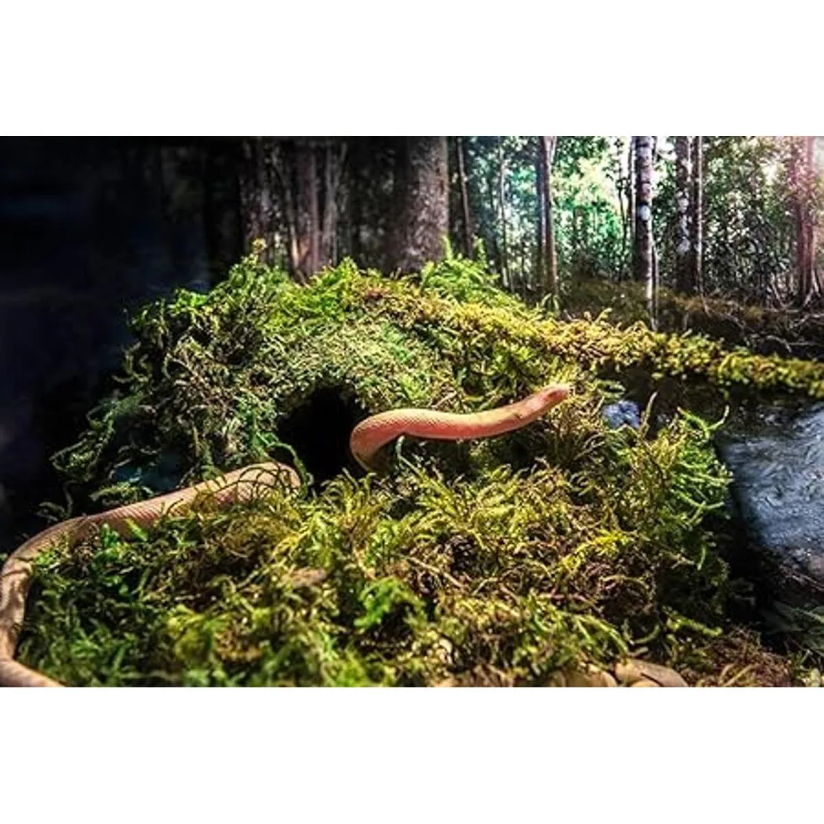 Galápagos 05346 Mossy Cave Cueva 4 pulgadas verde_3