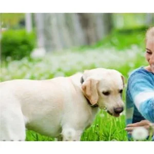 Sparky petco 1 cuadrada hebilla alta flex Negro_3