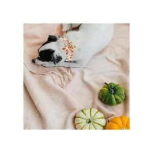 Lionheart glory Collares de perro de alta calidad collar_5