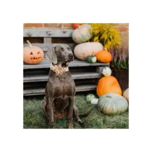 Lionheart glory Collares de perro de alta calidad collar_6