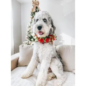 Midlee Jingle Bells and Christmas Trees Collar decorativo_4