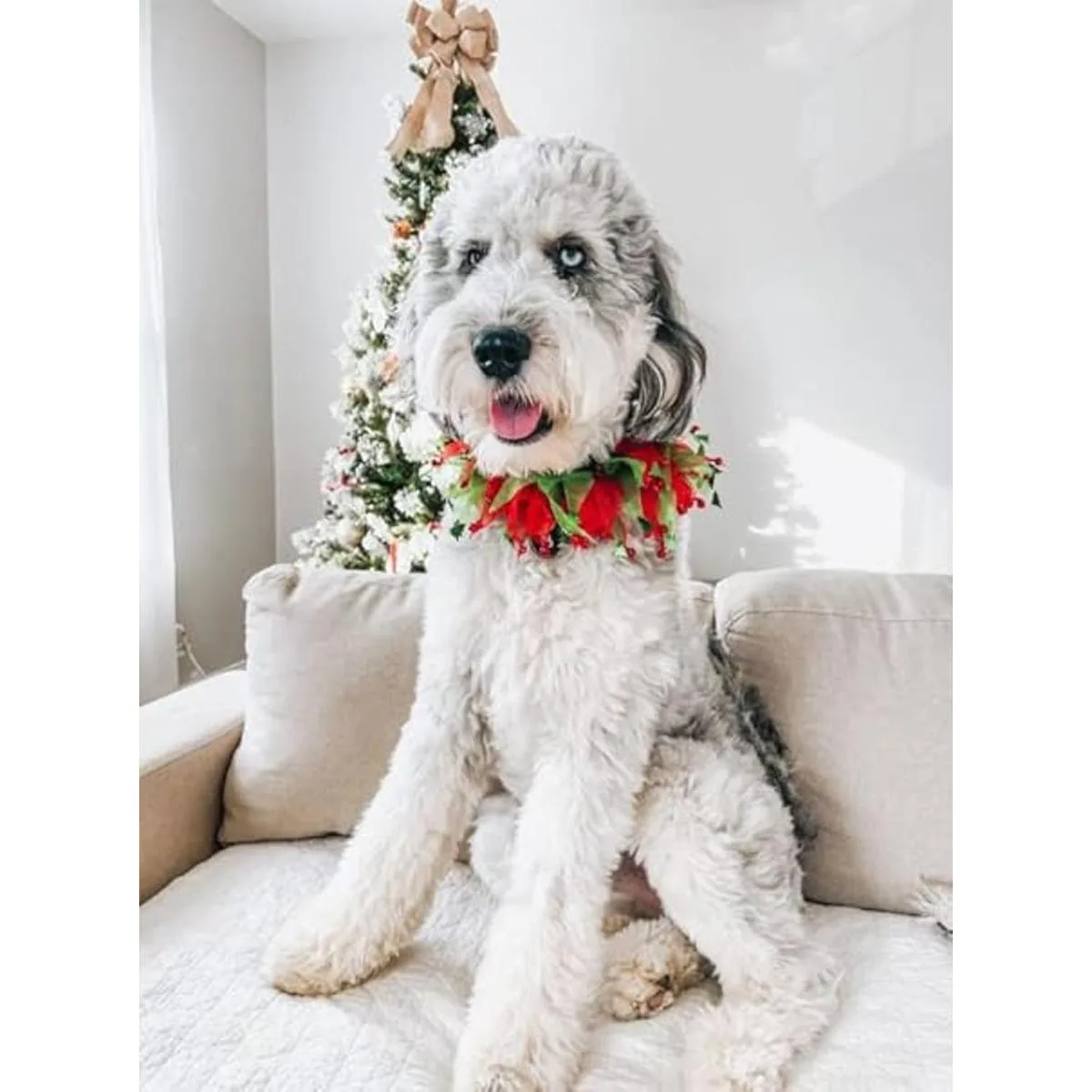 Midlee Jingle Bells and Christmas Trees Collar decorativo_4