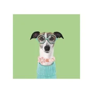 Babole Pet Collar de perro collar de flor de margarita_2