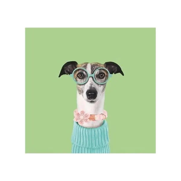 Babole Pet Collar de perro collar de flor de margarita_2