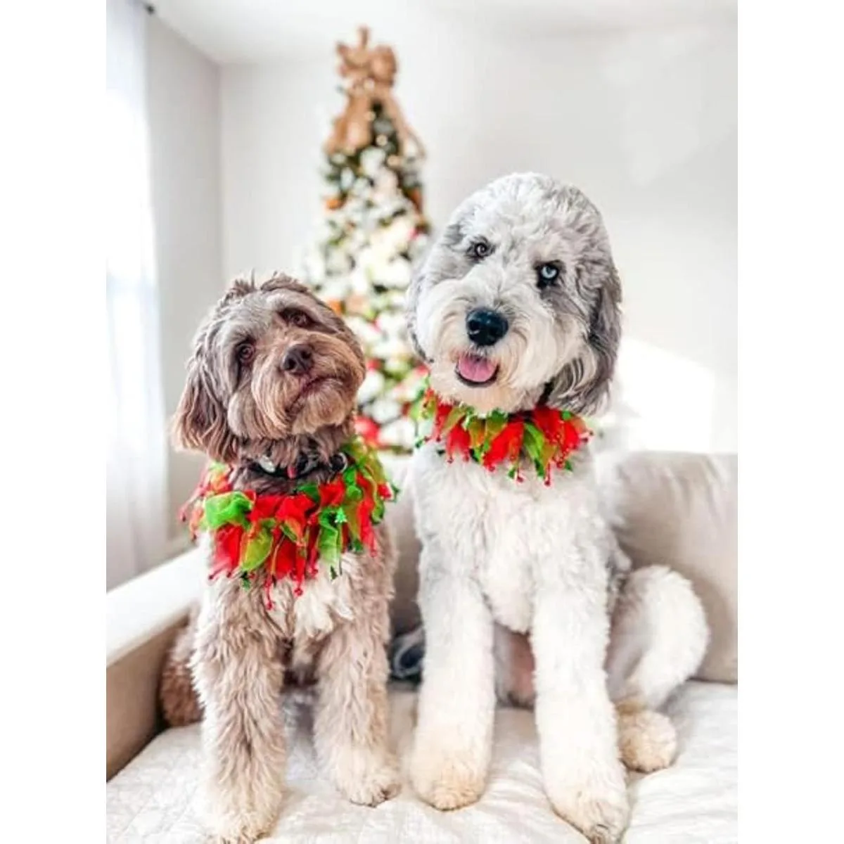 Midlee Jingle Bells and Christmas Trees Collar decorativo_3