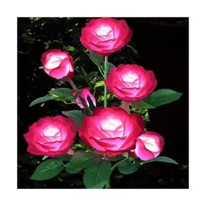 Luces solares para exteriores 7 rosas luces solares de_1