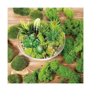 Musgo decorativo artificial preservado verde musgo de 9_3