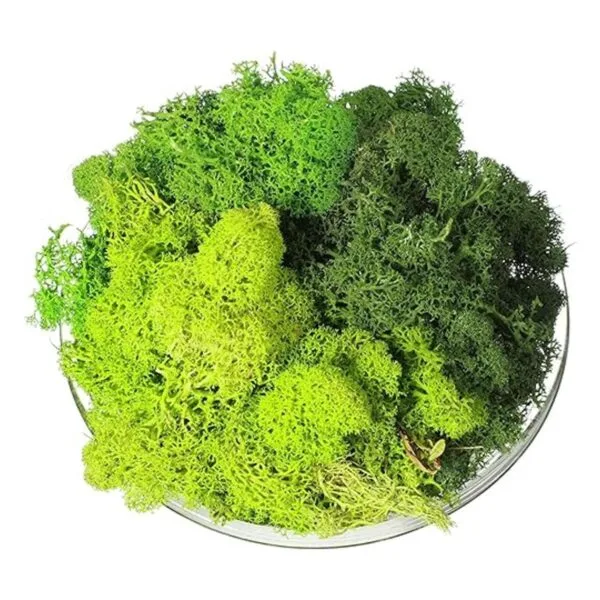 Musgo decorativo artificial preservado verde musgo de 9_1