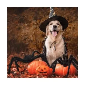 Juego de 4 arañas peludas de Halloween accesorios de_7