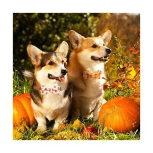 16 piezas de accesorios para el collar de corbatín para_2