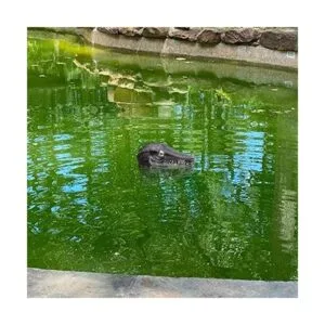 memeyou Señuelo flotante de cabeza de cocodrilo falso para_6