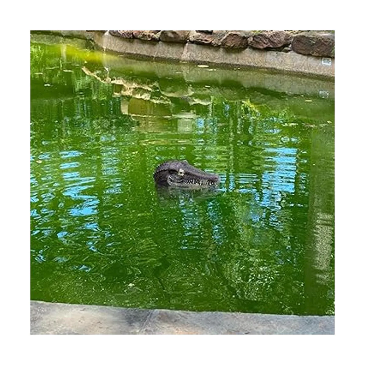 memeyou Señuelo flotante de cabeza de cocodrilo falso para_6