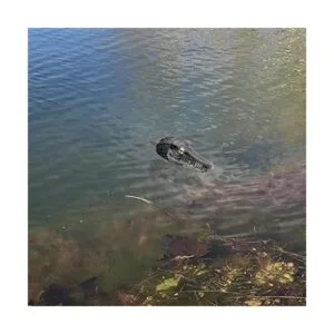 memeyou Señuelo flotante de cabeza de cocodrilo falso para_5