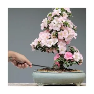 BambooMN Bonsai Juego de herramientas 5 piezas_7