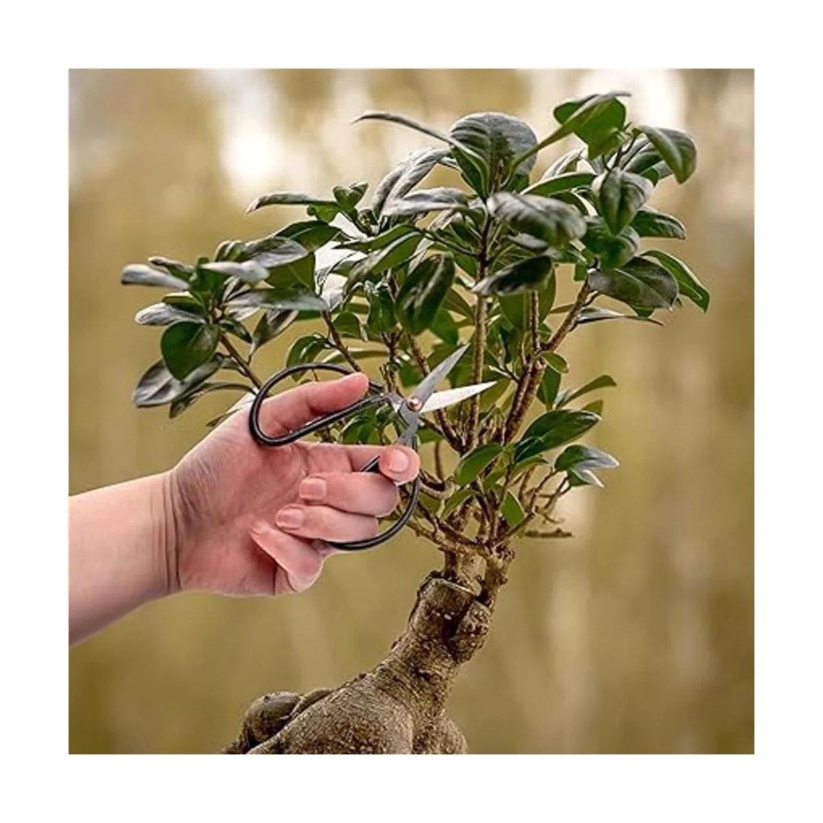 BambooMN Bonsai Juego de herramientas 5 piezas_6