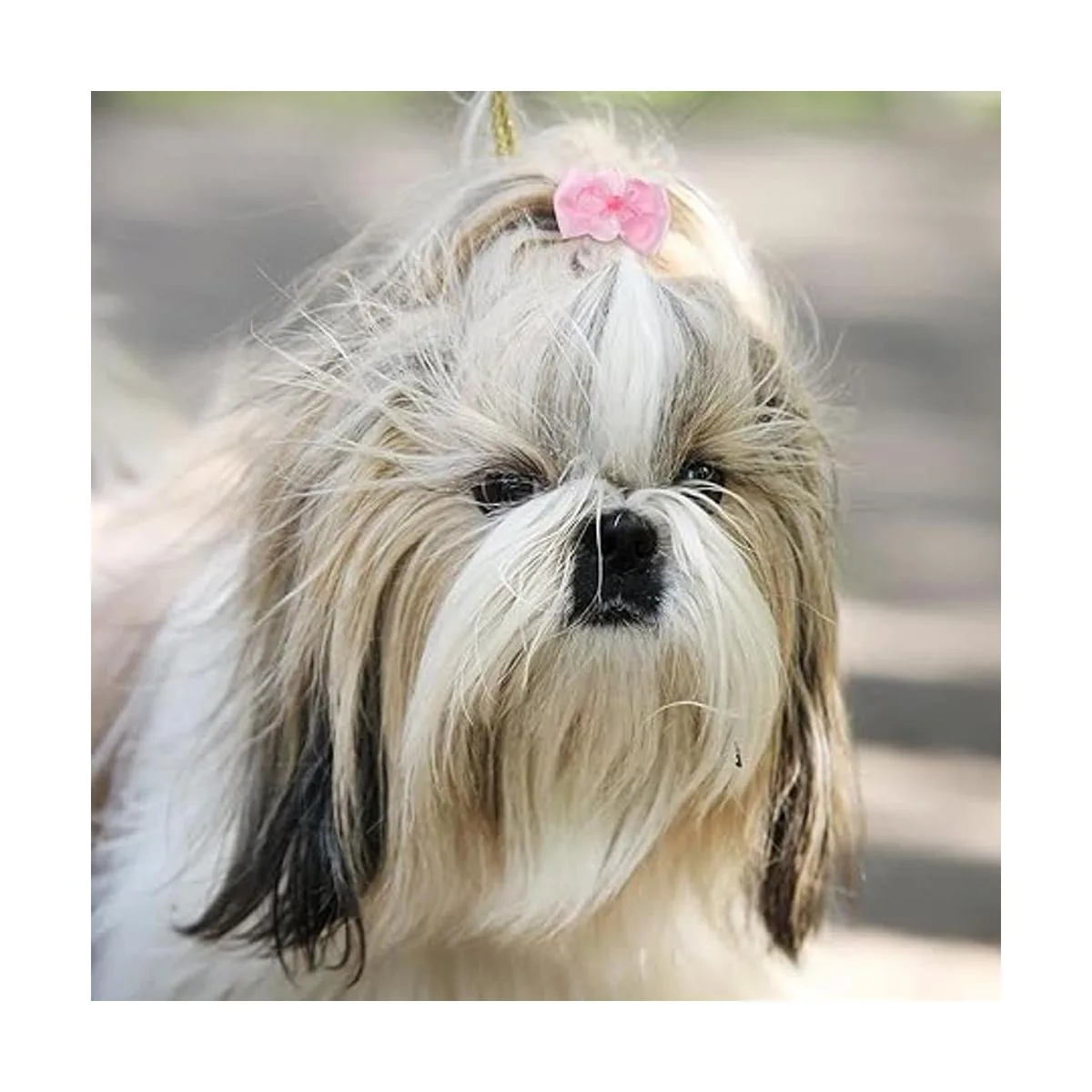 100 lazos para perros lindos lazos para el pelo de_5