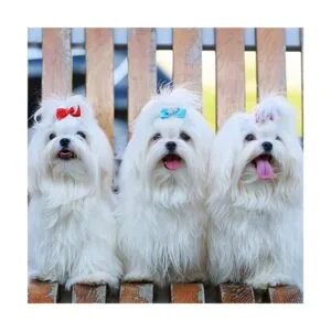 100 lazos para perros lindos lazos para el pelo de_6