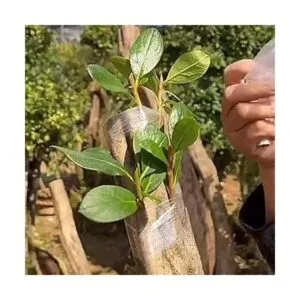 Cuchillo de injerto de jardín doble hoja de acero_6