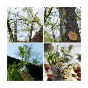 Cuchillo de injerto de jardín doble hoja de acero_5