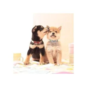 DORUI 10 corbatas elásticas para collar de perro para_6