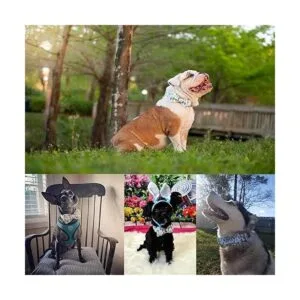 Babole Pet Collar para perro con pajarita regalos de_2