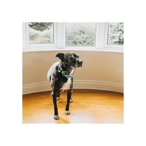 DORUI 10 corbatas elásticas para collar de perro para_2