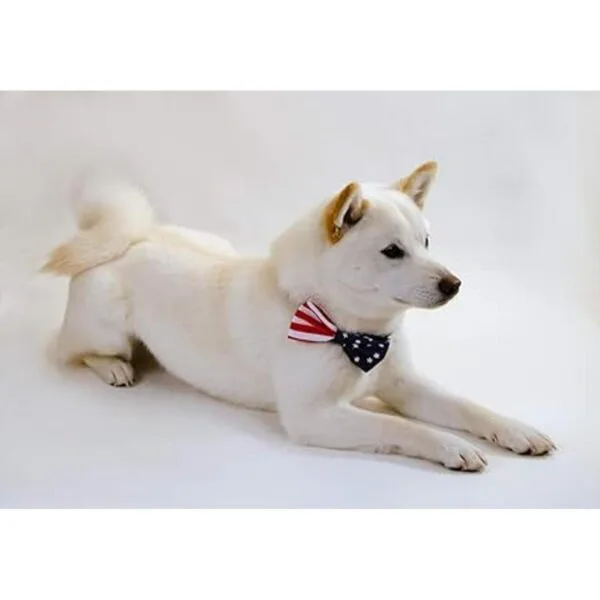 REVEDA Juego de pajaritas para perros y gatos desmontable_6