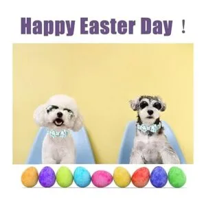 Babole Pet Collar para perro con pajarita regalos de_5