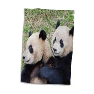 3D Rose ChinaWolong ReservaGiant Panda Bears AbrazarAs07_4