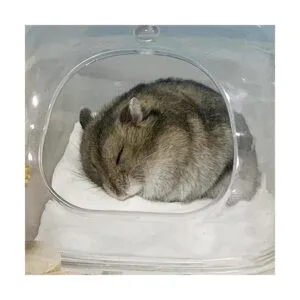 DR.DUDU Arena de baño para hámster 6.6 libras sin polvo_7