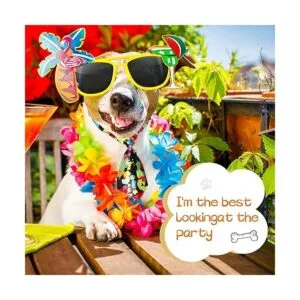 50 corbatas ajustables para el cuello del perro 50 tipos_3