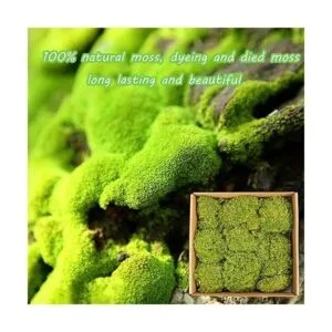 1.5sq. Ft Preserved Moss Pole Moss Pillow Moss Colored_3