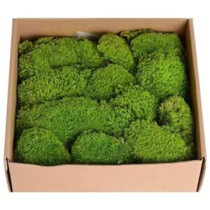 1.5sq. Ft Preserved Moss Pole Moss Pillow Moss Colored_1