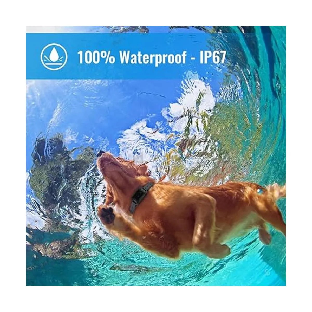 Petrainer Collar de perro 100 impermeable con control_3