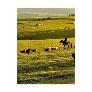 YCFERESY Valla eléctrica Polywire de 1312 pies 1312.3_5