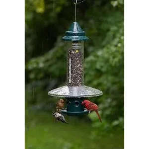 Weather Guard. Trampa para ardillas con comedero para_3