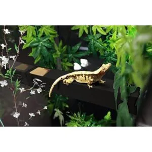 GECKOPIA Reptile Flex Bridge Reptile Bridge Gecko_7