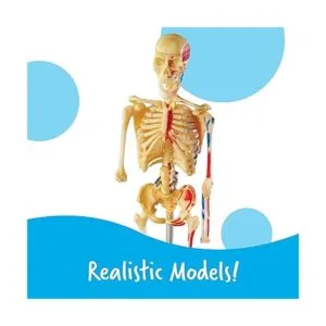 Modelos de anatomía Learning Resources paquete a granel_4