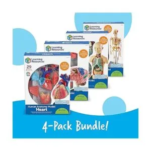 Modelos de anatomía Learning Resources paquete a granel_5