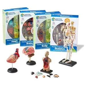 Modelos de anatomía Learning Resources paquete a granel_1