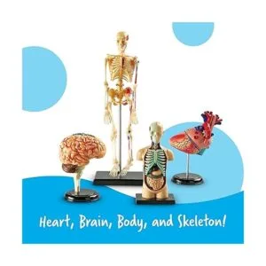 Modelos de anatomía Learning Resources paquete a granel_3