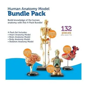 Modelos de anatomía Learning Resources paquete a granel_6