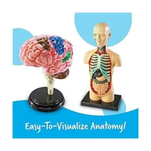 Modelos de anatomía Learning Resources paquete a granel_2